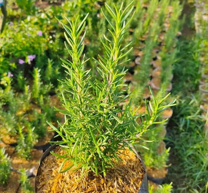 tanaman rosemary