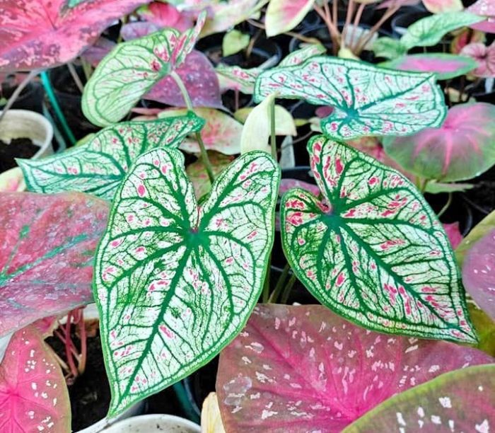 tanaman hias caladium