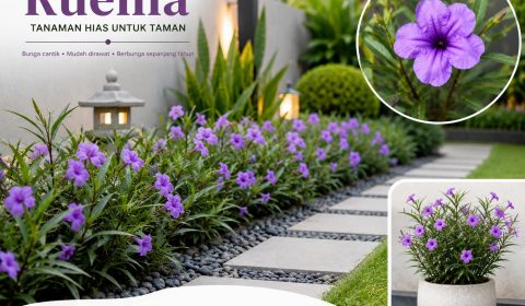 tanaman ruellia untuk taman