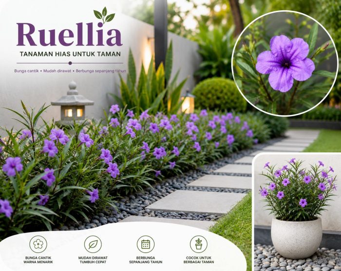 tanaman ruellia untuk taman