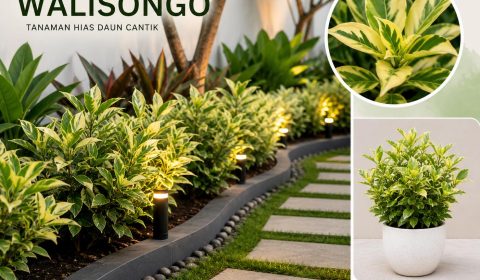 tanaman walisongo untuk taman