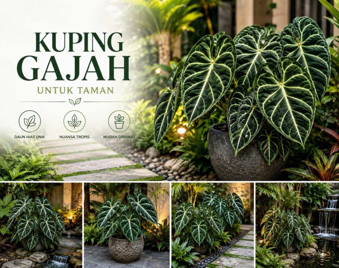 Kuping gajah untuk taman