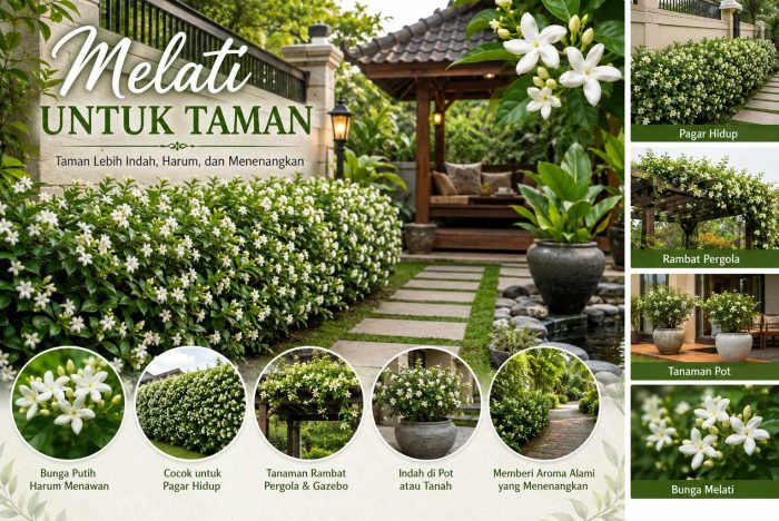 Melati untuk taman