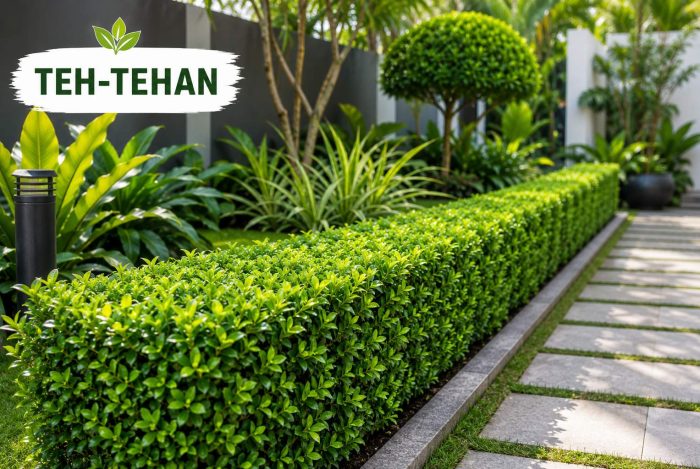 tanaman teh-tehan untuk taman